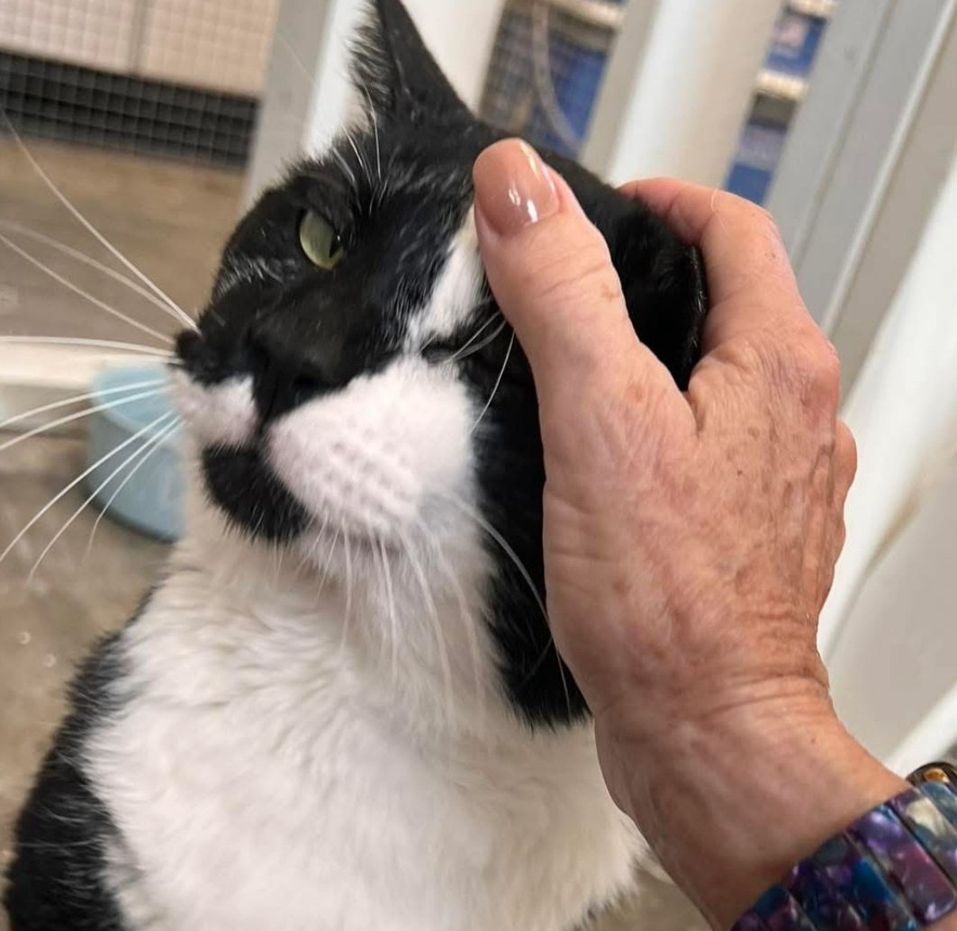 Brenda volunteering at Salty Paws