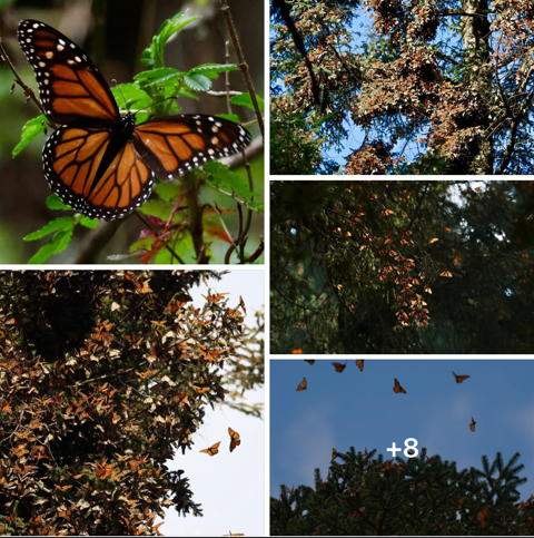 Monarch butterflies on the mountain
